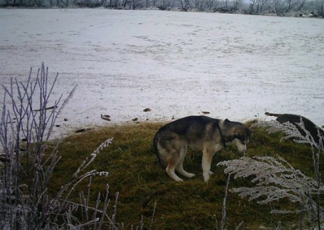 Cette femme visionne des images de vidéosurveillance pour retrouver sa chienne disparue et découvre des images incroyables