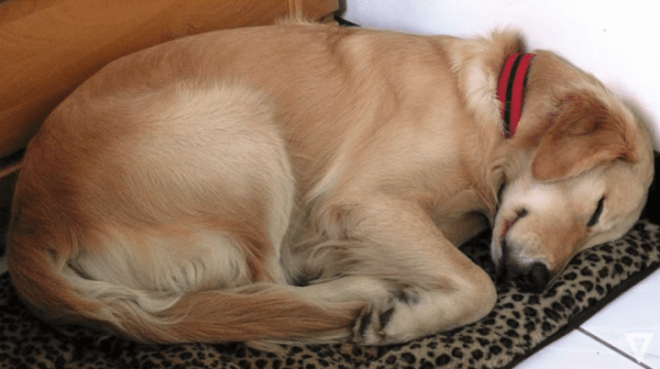 Cet adorable chien ne dort jamais, la raison va vous briser le cœur