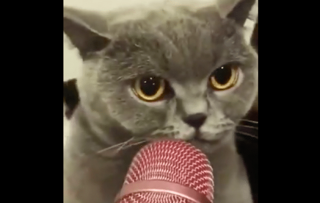 Ces Videos De Chats Avec Des Micros Font Le Tour Du Web Ces Videos De Chats Avec Des Micros Font Le Tour Du Web
