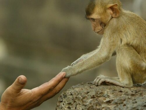 Un singe vole un appareil photo et se prend en selfie en faisant un doigt d’honneur, regardez