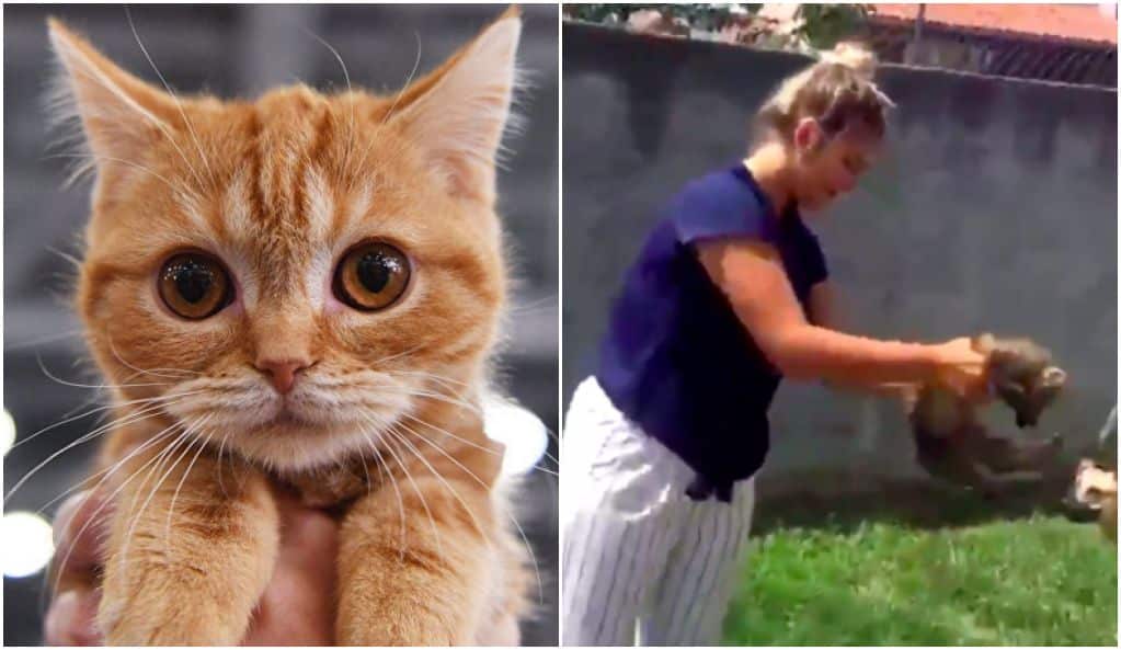 Deux adolescentes françaises martyrisent leur chat sur Snapchat,