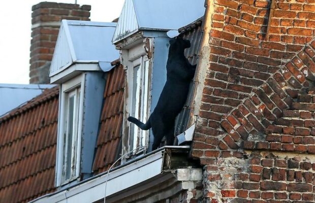Armentières : les pompiers capturent une panthère noire sur le toit d’un immeuble