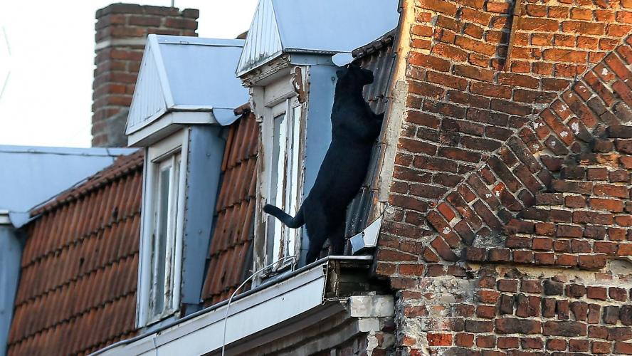 Armentières : les pompiers capturent une panthère noire sur le toit d’un immeuble
