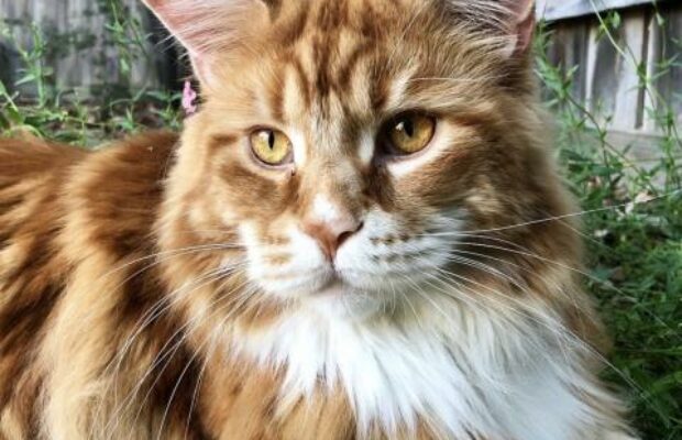 faites-la-rencontre-du-maine-coon-devenu-le-plus-grand-chat-du-monde