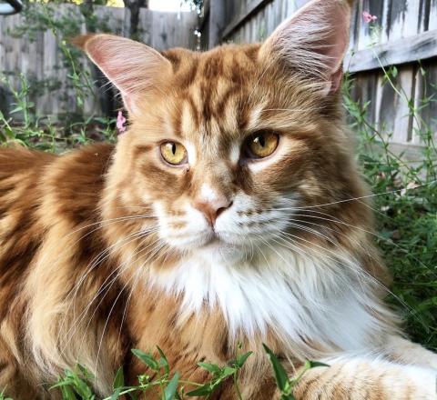 faites-la-rencontre-du-maine-coon-devenu-le-plus-grand-chat-du-monde