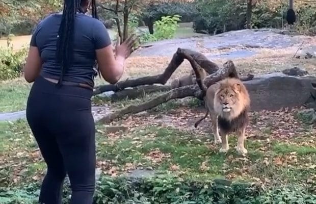 Complètement inconsciente, cette jeune femme pénètre l’enclos d’un lion dans un zoo