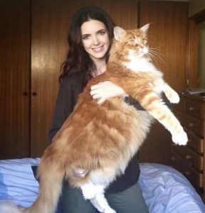 faites-la-rencontre-du-maine-coon-devenu-le-plus-grand-chat-du-monde