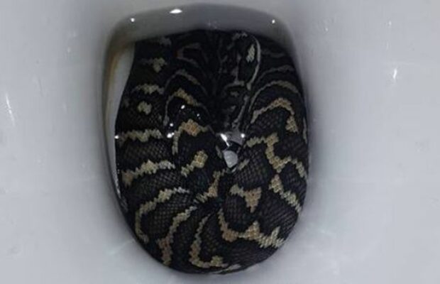 australie-une-femme-se-fait-mordre-par-un-serpent-en-se-rendant-aux-toilettes