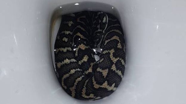 australie-une-femme-se-fait-mordre-par-un-serpent-en-se-rendant-aux-toilettes