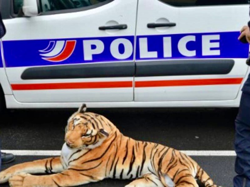 Un tigre en peluche sème la panique au Mans