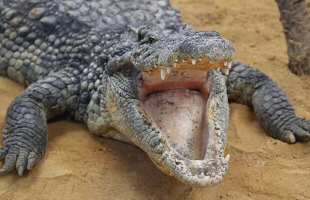 Une petite fille combat un crocodile à mains nues et sauve la vie de son amie