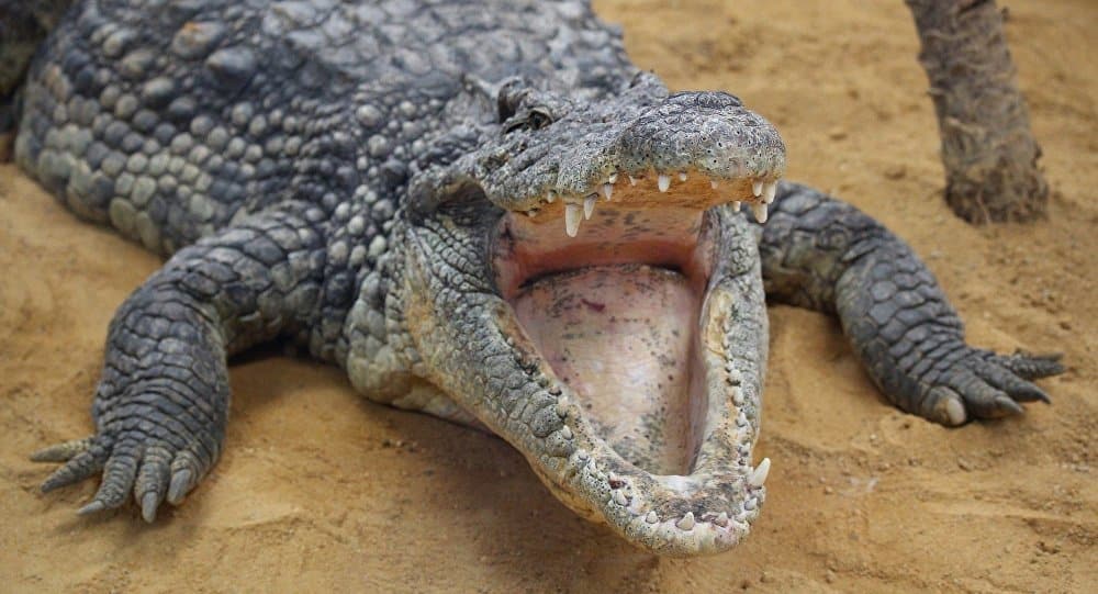 Une petite fille combat un crocodile à mains nues et sauve la vie de son amie