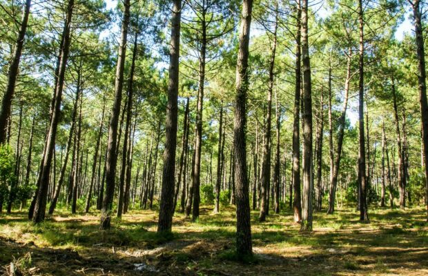 Pas-de-Calais : un père abandonne sa fille de 3 ans dans la voiture et disparaît dans la forêt