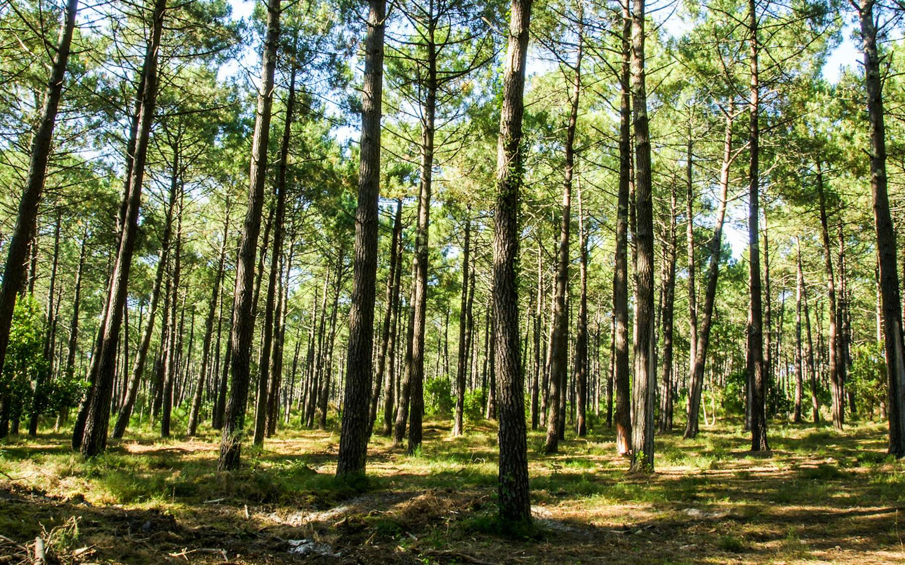 Pas-de-Calais : un père abandonne sa fille de 3 ans dans la voiture et disparaît dans la forêt