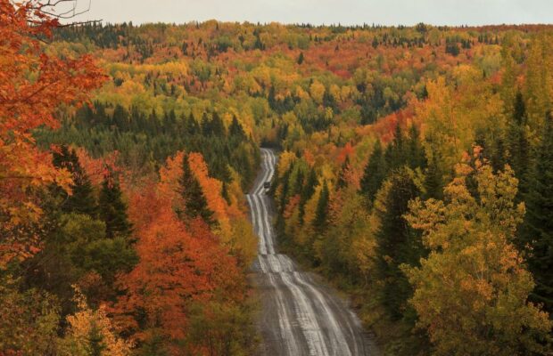 Un cri très étrange enregistré au beau milieu d’une forêt canadienne