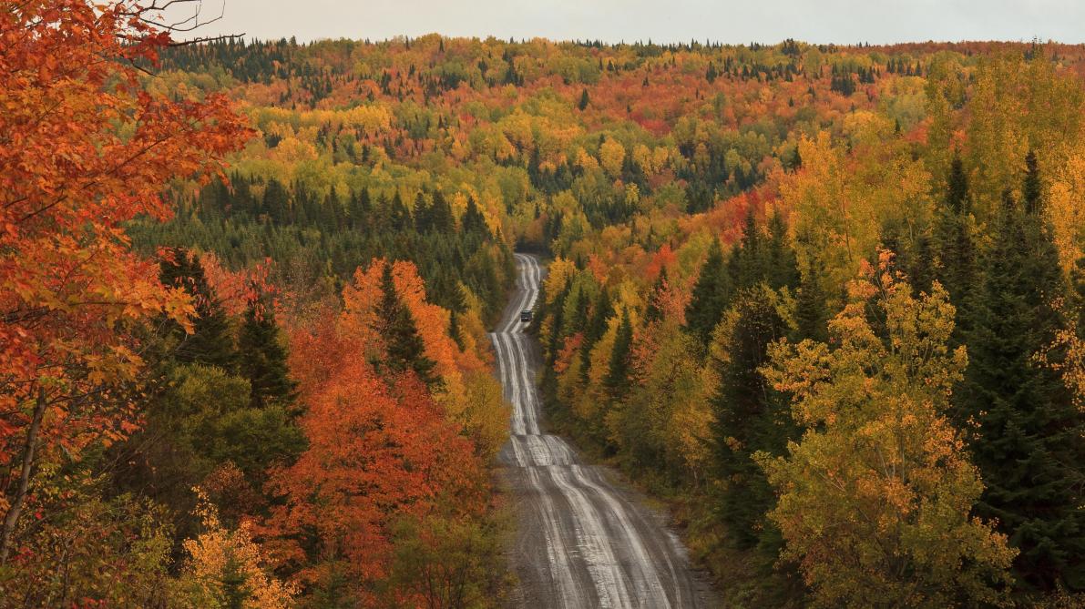 Un cri très étrange enregistré au beau milieu d’une forêt canadienne