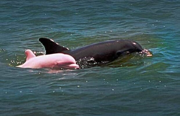 Le dauphin rose, une espèce exceptionnelle !