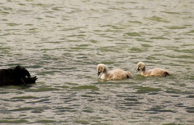un-cygne-noir-attaque-un-chien-qui-nageait-sur-ce-lac-a-chengdu
