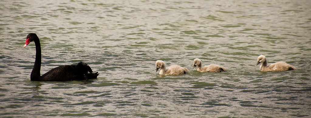 un-cygne-noir-attaque-un-chien-qui-nageait-sur-ce-lac-a-chengdu