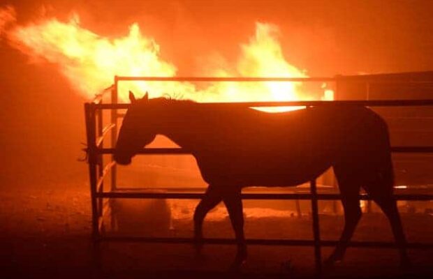 un-cheval-affronte-un-incendie-pour-sauver-sa-famille