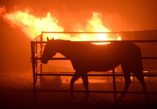 un-cheval-affronte-un-incendie-pour-sauver-sa-famille