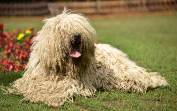 hanga-ce-chien-a-lapparence-de-serpilliere-surprend-la-toile