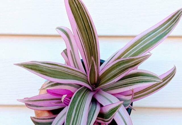 Les bienfaits des plantes !