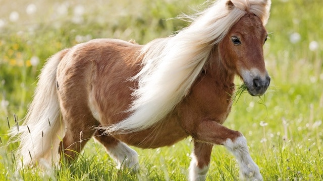 poney