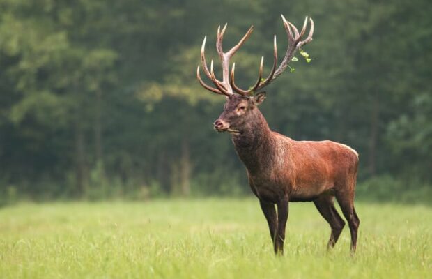 Ce cerf se montre très affectueux !