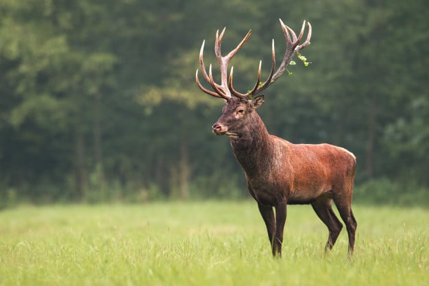 Ce cerf se montre très affectueux !