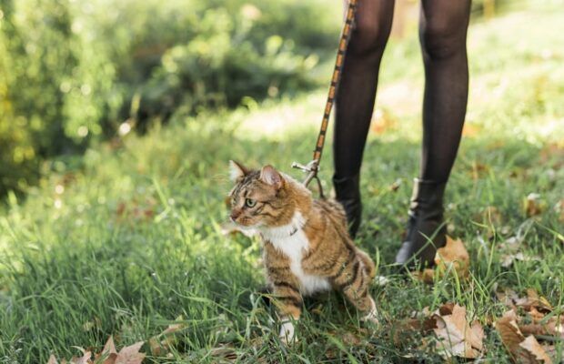 Un homme retrouve son chat 7 ans après sa disparition !