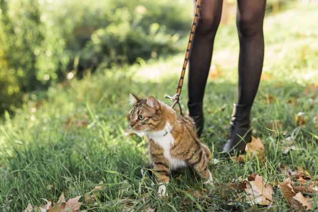 Un homme retrouve son chat 7 ans après sa disparition !