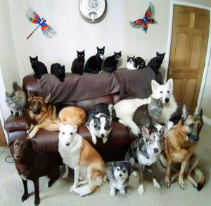 17 chiens et chats réunis en une photo ! 