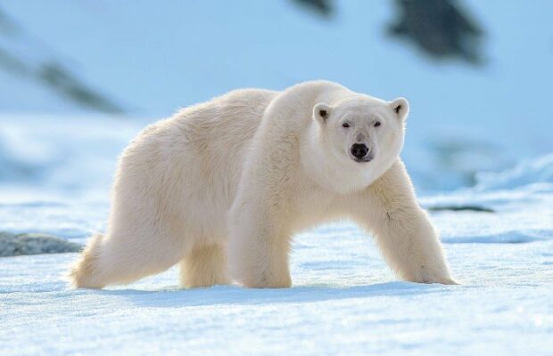 Zoo d'Amnéville : le cadavre d'un ours polaire tronçonné