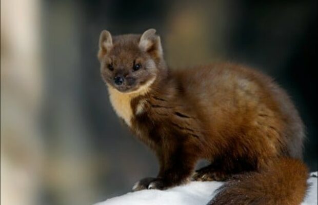 La zibeline cet animal très mignon mais en voie d'extinction !