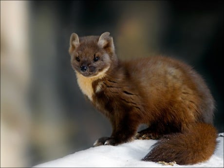 La zibeline cet animal très mignon mais en voie d'extinction !