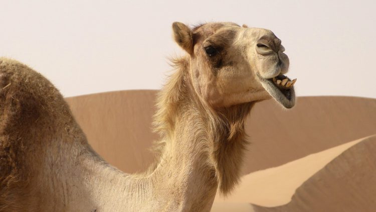 10.000 chameaux vont être exécutés !