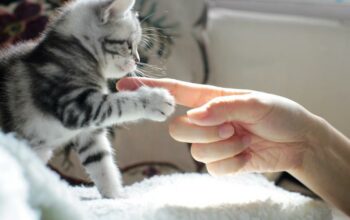 Votre chat peut vous transmettre des maladies