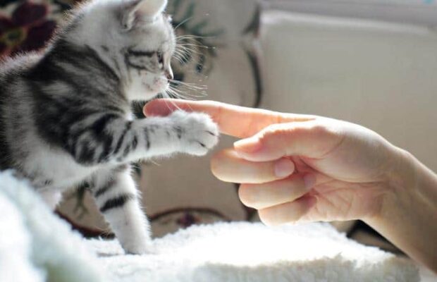 Votre chat peut vous transmettre des maladies