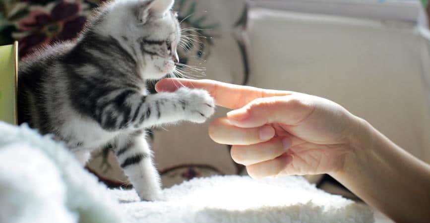 Votre chat peut vous transmettre des maladies