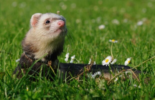 Le furet, un animal de compagnie original