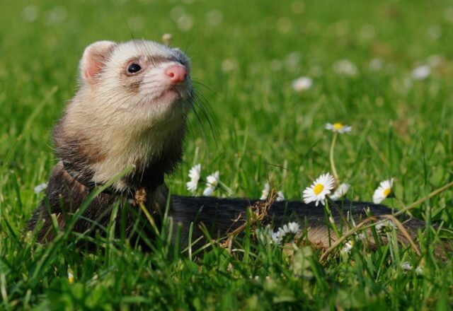 Le furet, un animal de compagnie original