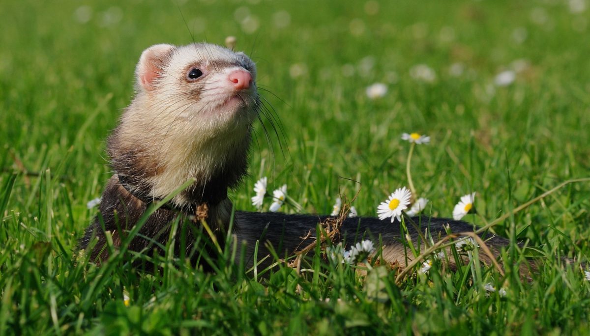 Le furet, un animal de compagnie original