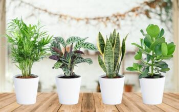 Ces plantes qui purifient l'air de votre maison