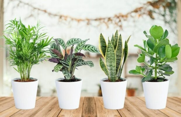Ces plantes qui purifient l'air de votre maison