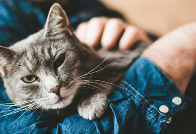Ces choses que vous faites que votre chat déteste