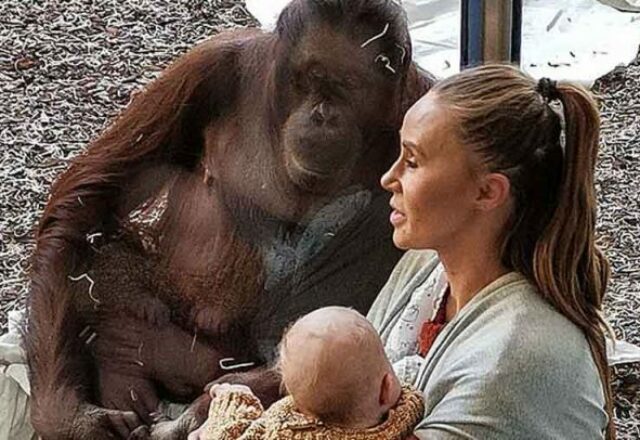 Quand une femelle Orang Outan fait preuve d'humanité
