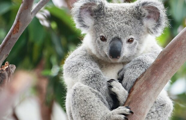Le Koala, cet animal encore très méconnu