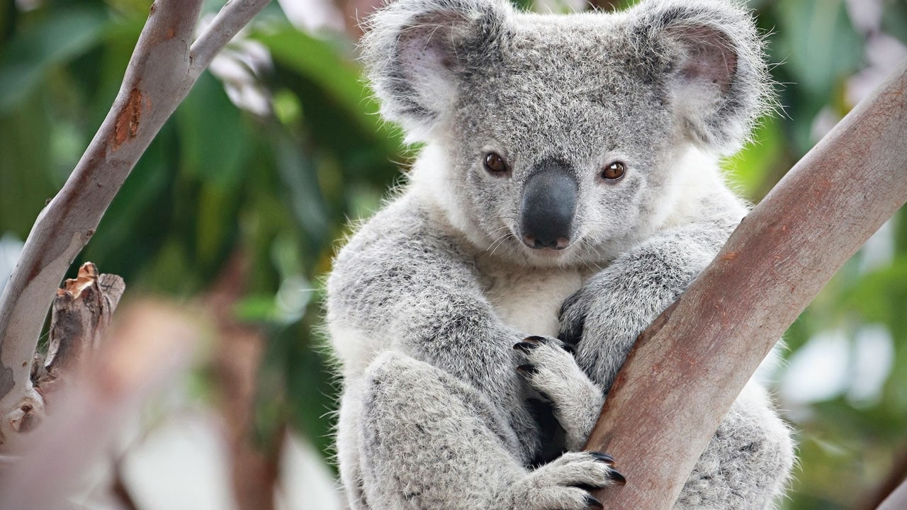 Le Koala, cet animal encore très méconnu