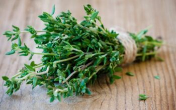 Les bienfaits insoupçonnés du thym pour votre santé